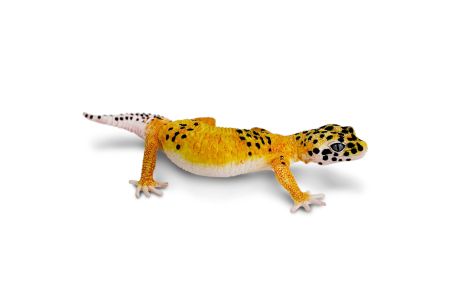 Figurine Gecko léopard