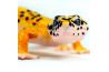 Figurine Gecko léopard