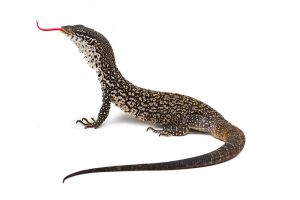 Varanus similis