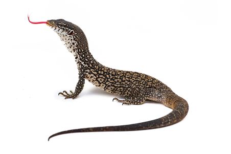 Varanus similis