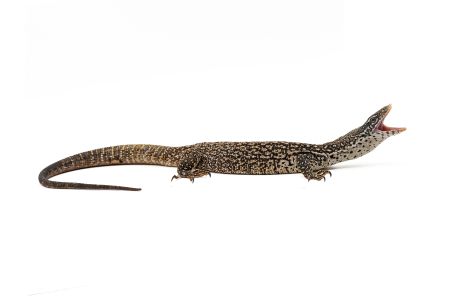 Varanus similis