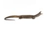 Varanus similis