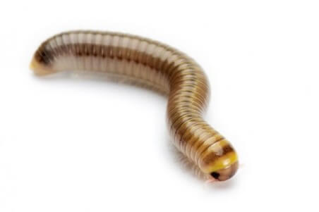 Anadenobolus monilicornis