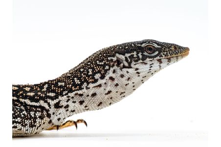 Varanus similis