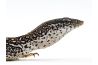 Varanus similis