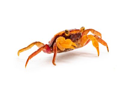 Geosesarma sp. ironfist