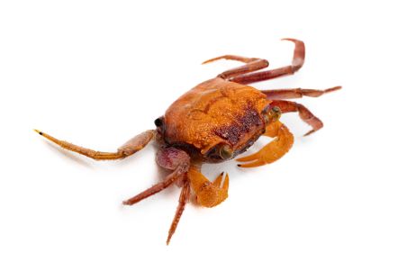 Geosesarma sp. ironfist