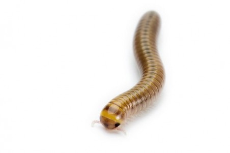 Anadenobolus monilicornis