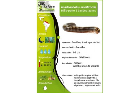 Anadenobolus monilicornis