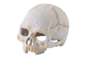Primate Skull Small