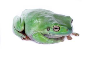 Litoria caerulea