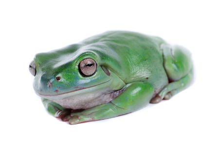 Litoria caerulea