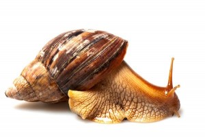 Lissachatina fulica, 3-4 cm