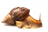 Lissachatina fulica, 3-4 cm