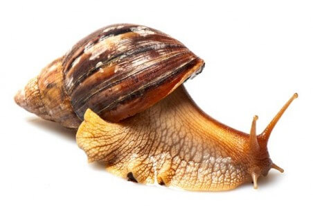 Lissachatina fulica, 3-4 cm