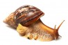 Lissachatina fulica, 3-4 cm