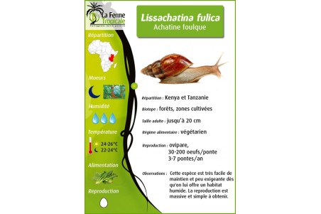 Lissachatina fulica, 3-4 cm