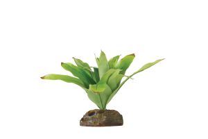 Bromelia small