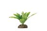 Bromelia small