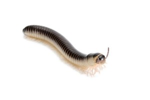 Chicobolus spinigerus