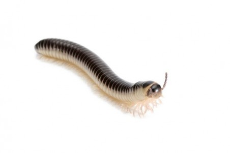 Chicobolus spinigerus