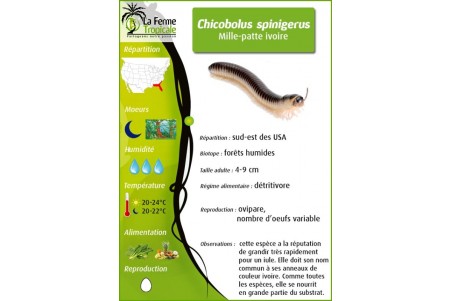Chicobolus spinigerus