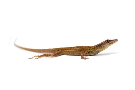 Anolis (Deiroptyx) callainus