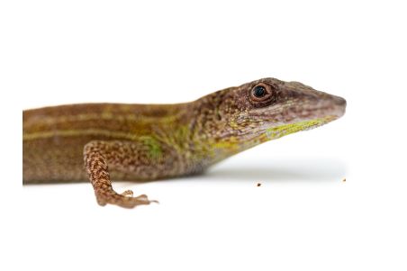 Anolis (Deiroptyx) callainus