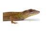 Anolis (Deiroptyx) callainus