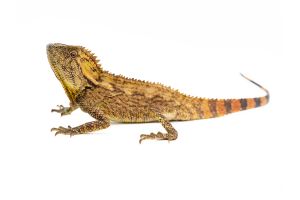 Gonocephalus doriae abbotti, mâle adulte