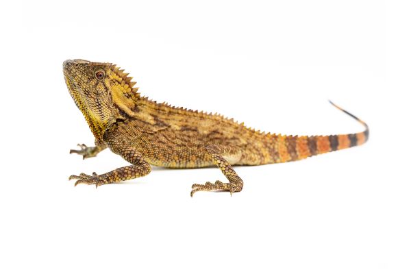 Gonocephalus doriae abbotti, mâle adulte Gonocephalus doriae abbotti, mâle adulte