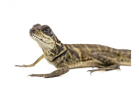 Hydrosaurus celebensis