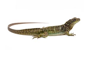 Hydrosaurus microlophus