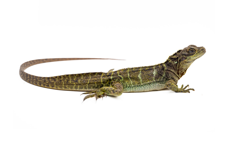 Hydrosaurus microlophus Hydrosaurus microlophus