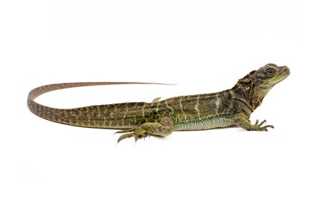 Hydrosaurus microlophus