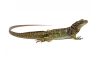 Hydrosaurus microlophus