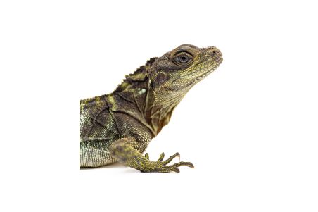 Hydrosaurus microlophus