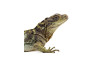 Hydrosaurus microlophus