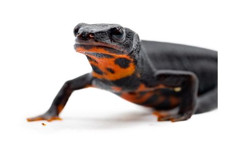 Cynops ensicauda popei