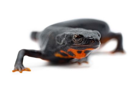 Cynops ensicauda popei