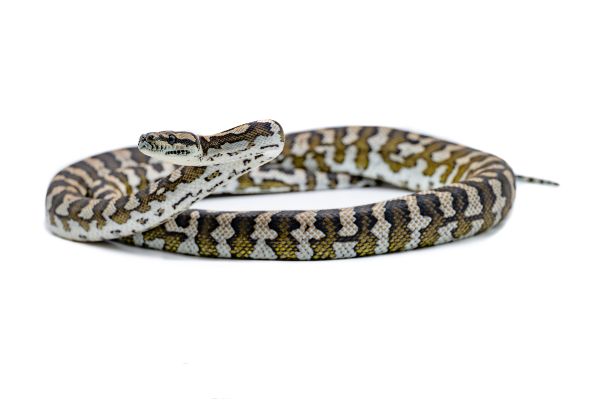 Morelia spilota cheynei, "Julatten" Morelia spilota cheynei, "Julatten"