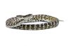 Morelia spilota cheynei, "Julatten"