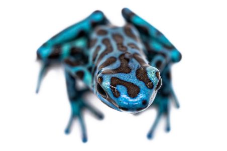 Dendrobates auratus, "La Coca"