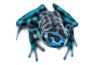 Dendrobates auratus, "La Coca"