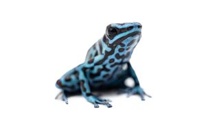 Dendrobates auratus, "La Coca"
