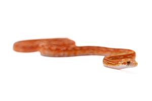 Pantherophis guttatus, tessera bloodred hypo piedside