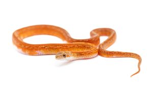 Pantherophis guttatus, tessera bloodred piedside