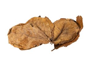 Feuilles de Catappa