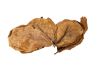 Feuilles de Catappa