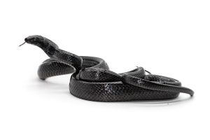 Gonyosoma jansenii, "black Selayar"